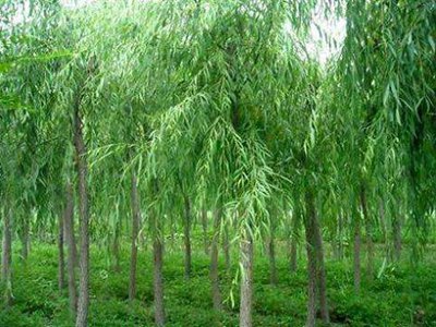 柳樹(shù)