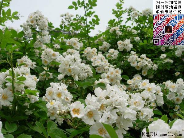 無刺薔薇圖片