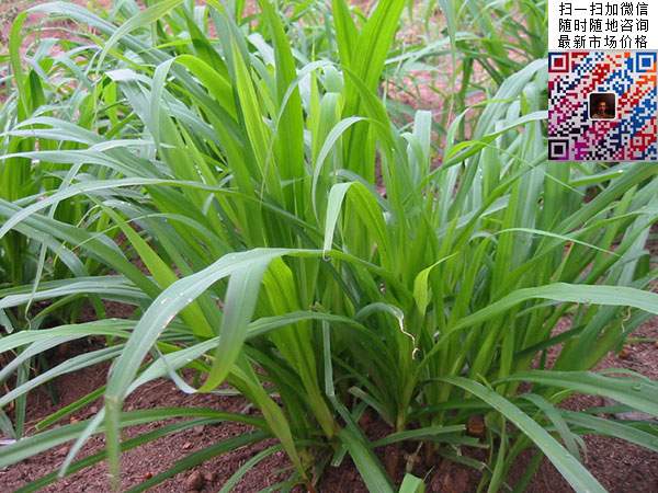 十大高產牧草皇竹草圖片