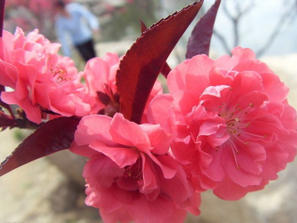 紅葉碧桃花期有多長，幾月份開花？