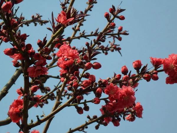紅葉碧桃花期有多長，幾月份開花？
