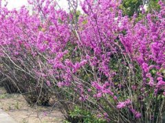「叢生紫荊」叢生紫荊_價格_圖片_產(chǎn)地報價表
