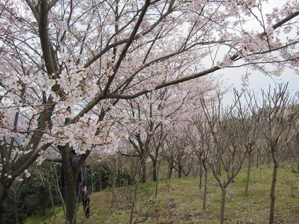 日本早櫻圖片