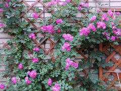 藤本薔薇