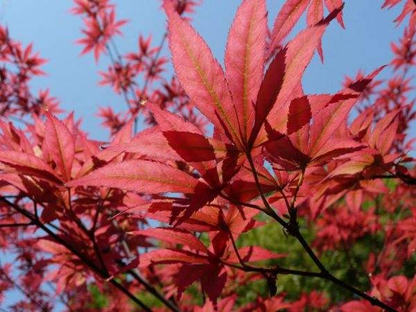 紅楓的三大用途，你知道哪個？