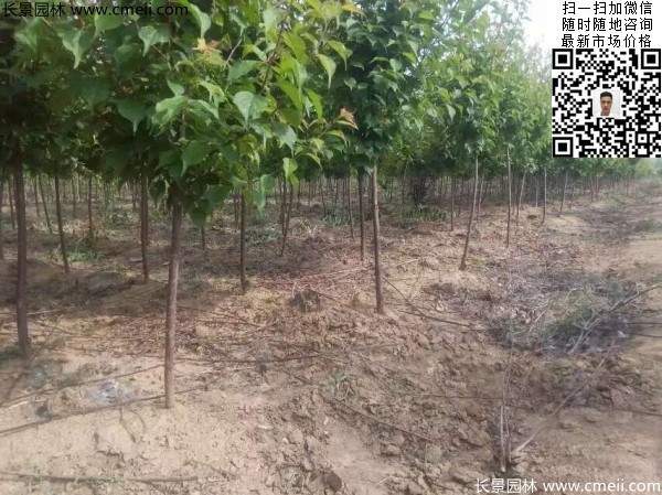 國內數一數二紅梅花產地，你知道幾個