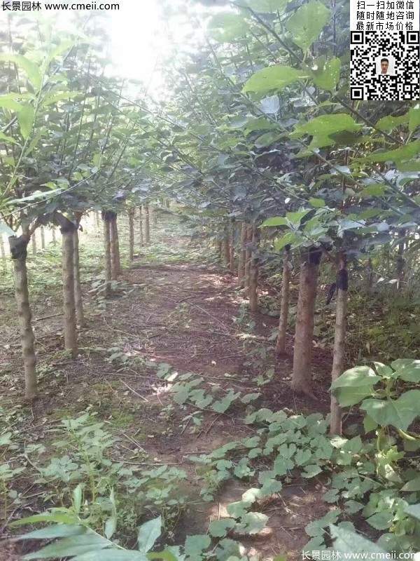 國內數一數二紅梅花產地，你知道幾個