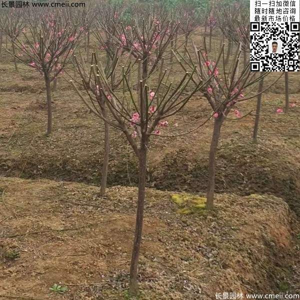紅梅樹(shù)