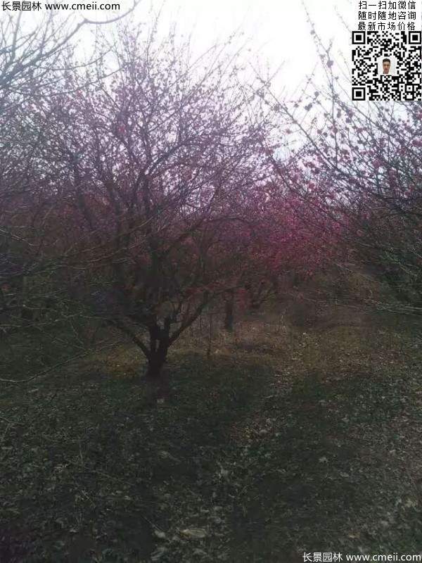 紅梅大樹(shù)