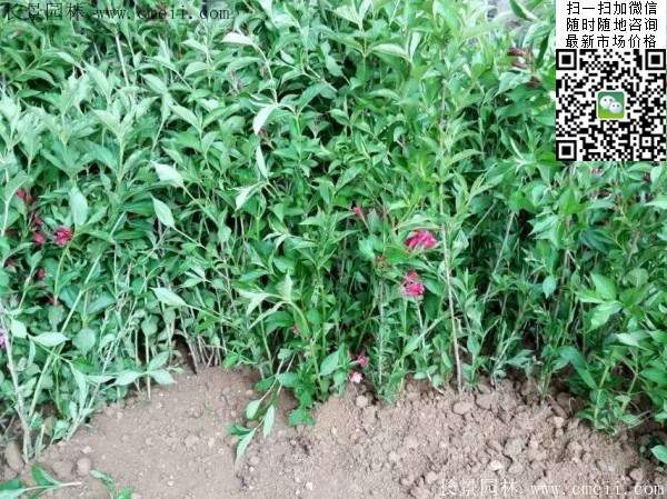 紅王子錦帶苗