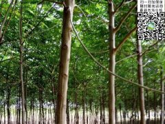 2020下半年最新苦楝樹(shù)苗價(jià)格多少錢一棵？
