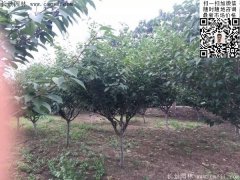 2016下半年最新最全櫻花樹苗價(jià)格已出，請(qǐng)更新