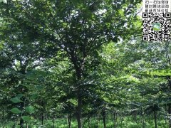 「國家二級重點(diǎn)保護(hù)植物」紅櫸樹的崛起