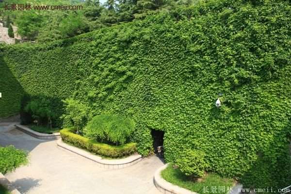 爬山虎都能種植在哪些地方？