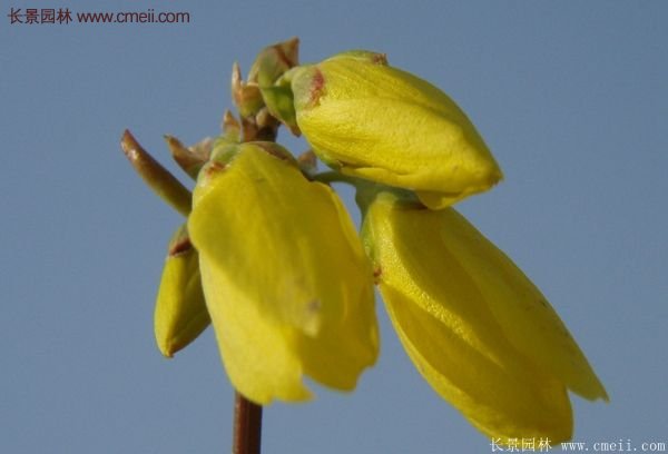 沭陽(yáng)連翹的行情