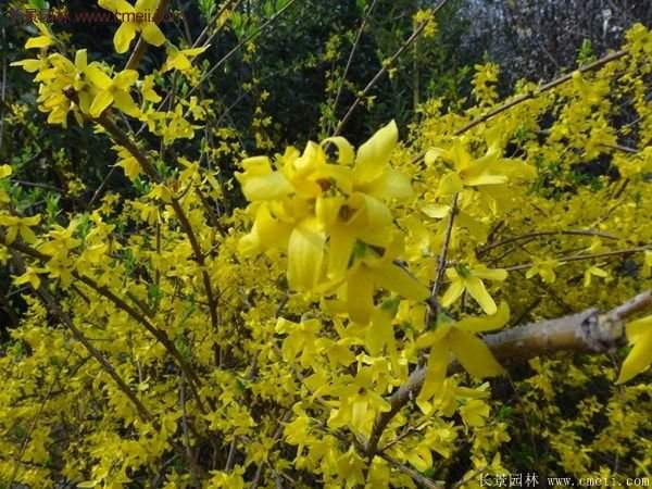 沭陽(yáng)連翹的行情
