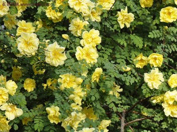 黃薔薇