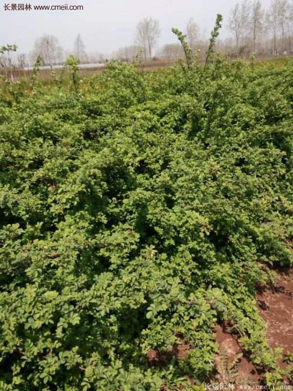 便宜的多花薔薇去哪買？