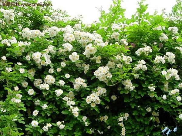 便宜的多花薔薇去哪買？