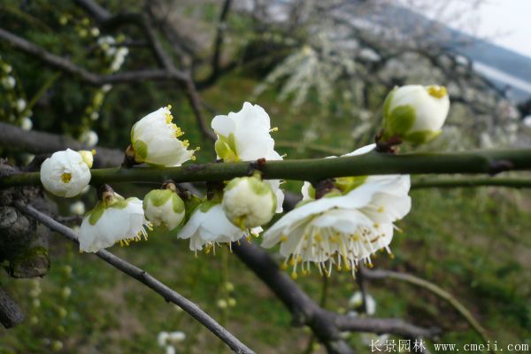 綠梅