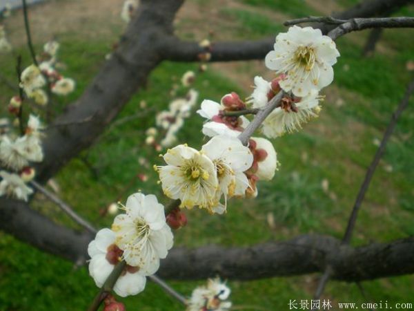 綠梅