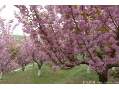 櫻花