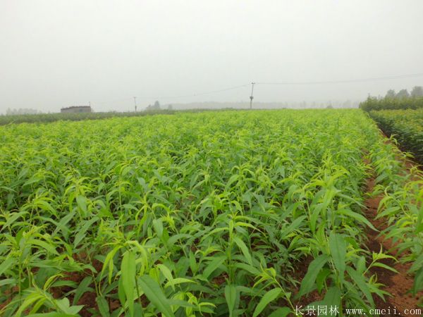 桃樹