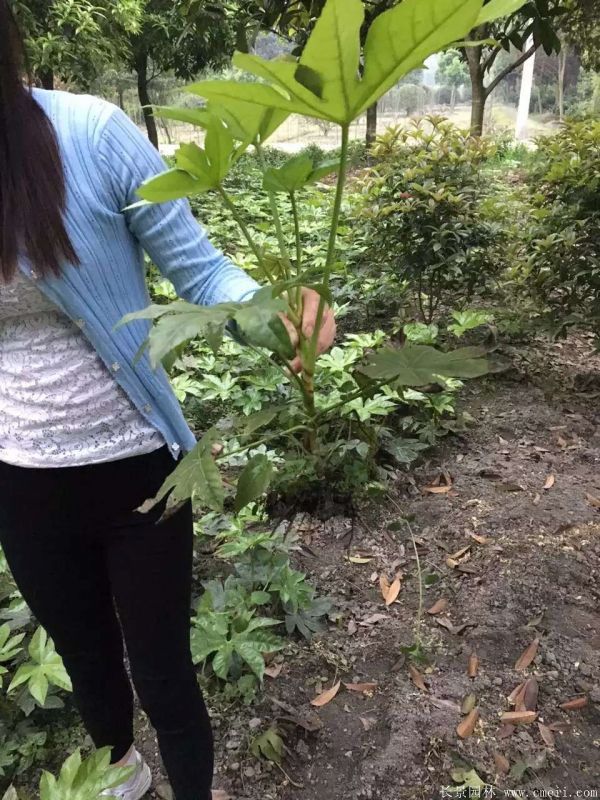 八角金盤