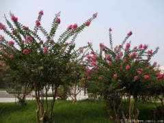 叢生紫薇