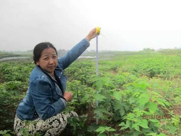 構樹種子發芽出苗圖片