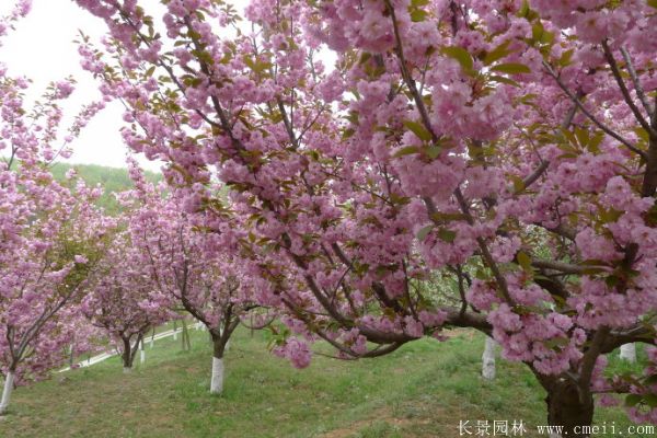2019櫻花樹價格表