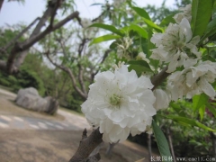 全國(guó)這里櫻花樹苗價(jià)格很低，不怕你比較