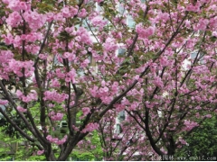 櫻花樹苗多少錢一棵，來(lái)長(zhǎng)景園林看看