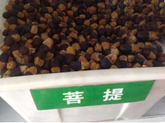 菩提樹種子