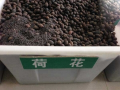 哪里有賣(mài)荷花種子的  種子多少錢(qián)一包
