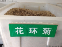 「花環菊種子」最新花環菊種子_價格_圖片_種植