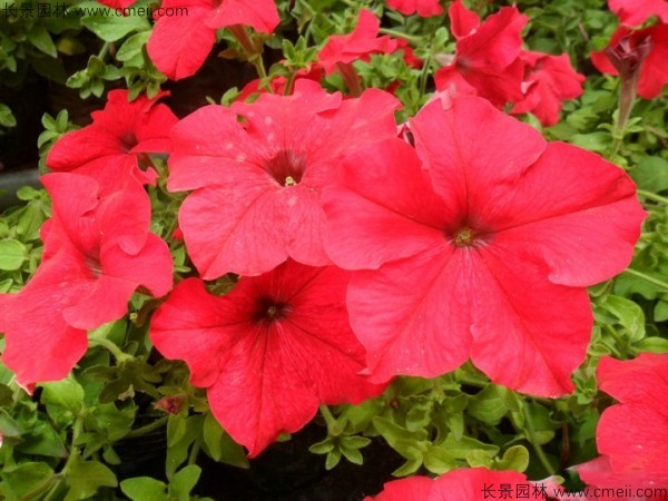 牽?；ǚN子發芽出苗開花圖片