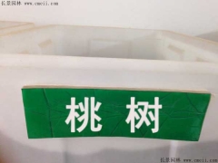 桃樹種子多少錢一斤 桃樹苗價(jià)格