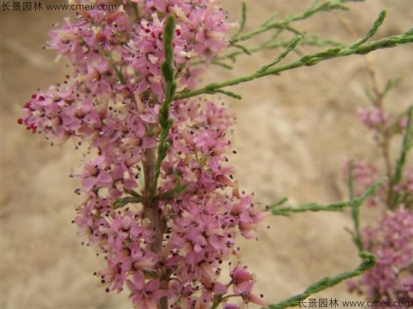 沙棘開(kāi)花圖片