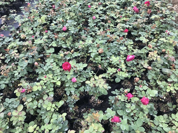 歐月品種照片