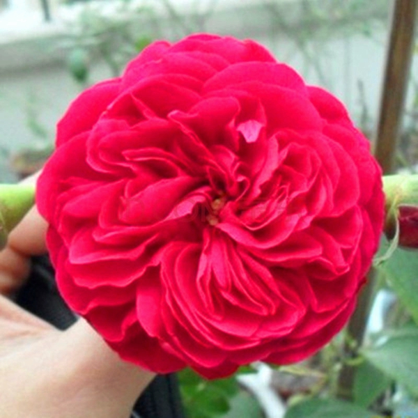 長景園林紅色達(dá)芬奇照片