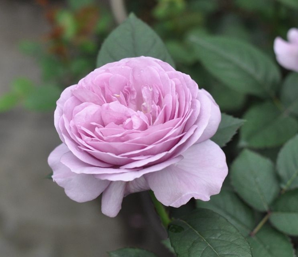藍色風暴