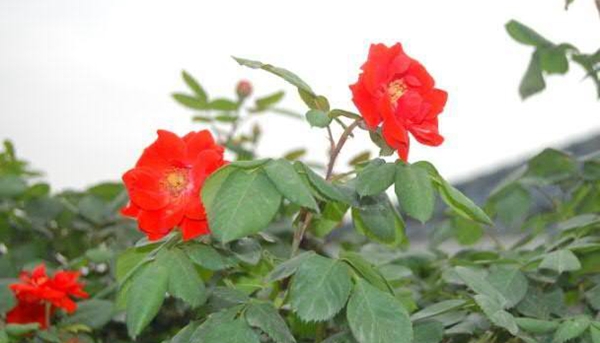 橘紅火焰