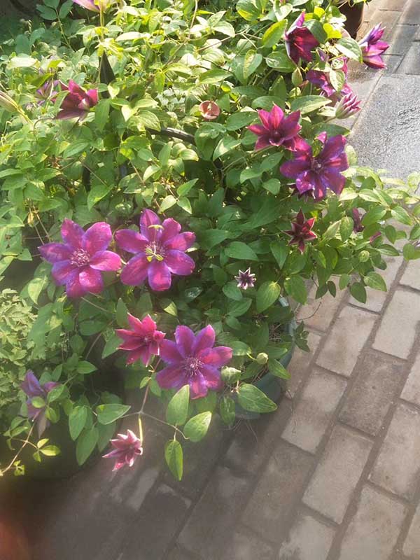 鐵線蓮