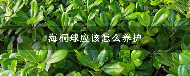海桐球應(yīng)該怎么養(yǎng)護