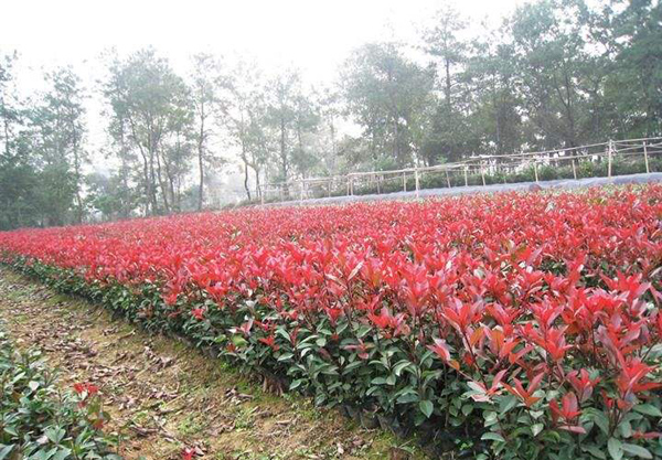 紅葉石楠