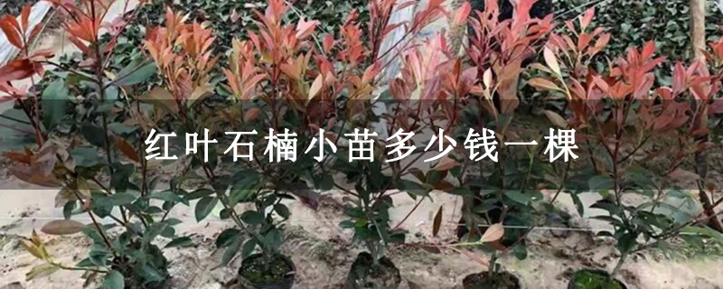 紅葉石楠小苗多少錢一棵