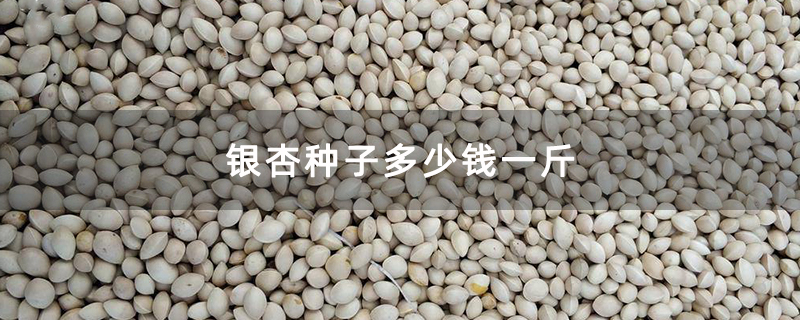 銀杏種子