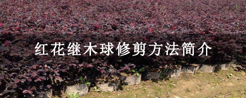紅花繼木苗圃