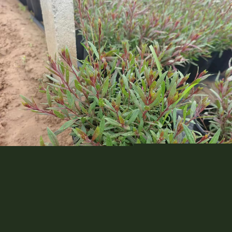 山桃草盆苗